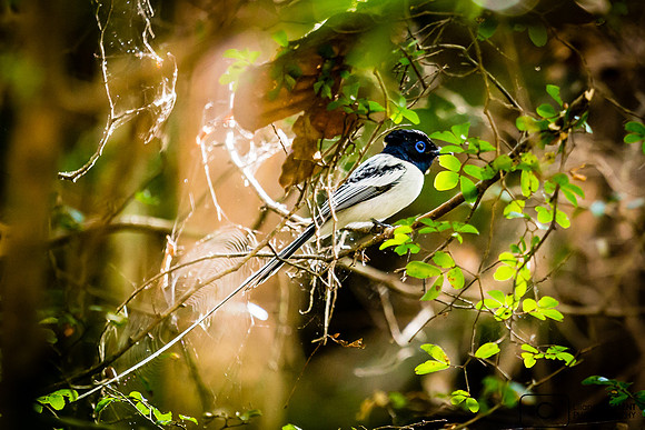 Oiseau du paradis