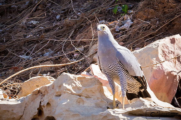 Les oiseaux y sont tranquilles :  ici un faucon