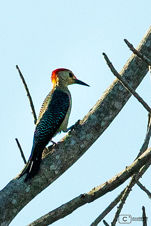 pajaro carpintero ou ch'uhum en maya