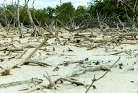 Ruta del Manglar