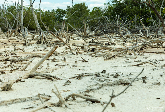 Ruta del Manglar