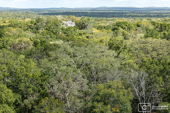Calakmul, c’est aussi la plus grande réserve écologique tropicale du Mexique.