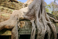 Ta Prohm : racines du banyan sur le toit