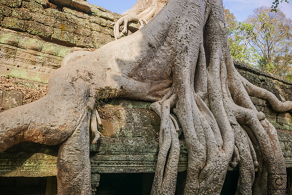Ta Prohm : racines du banyan sur le toit