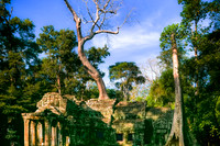 Ta Prohm, envahi par les banyans
