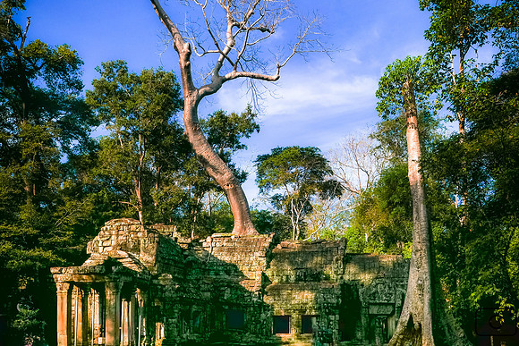 Ta Prohm, envahi par les banyans
