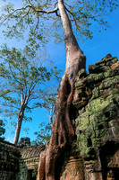 Banyan à Ta Prohm