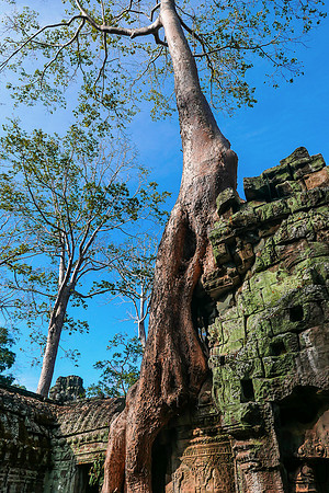 Banyan à Ta Prohm