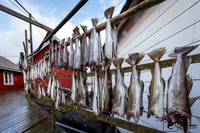 Reine