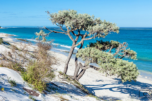 Sable blanc et arbre samanta