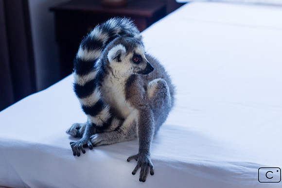La mascotte du Domaine d'Ambola ...Mogli