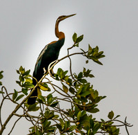 Aninga d'Afrique
