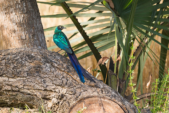 Choucador à longue queue