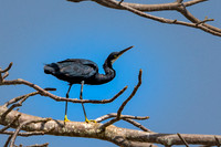 Aigrette des récifs