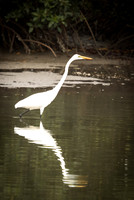 La grande aigrette blanche