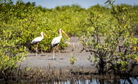 Tantale ibis