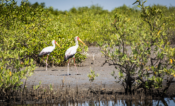 Tantale ibis