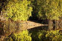 Reflets de palétuviers