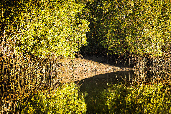 Reflets de palétuviers