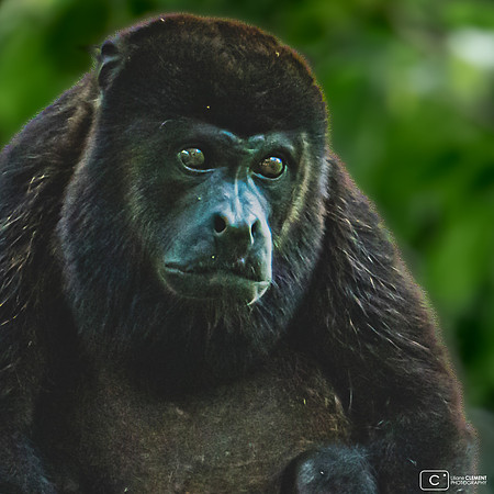 Congo