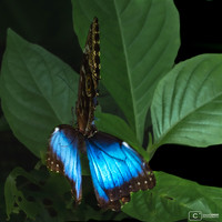 Copulation