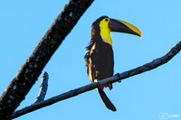 Toucan