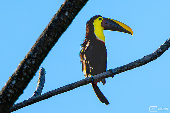 Toucan