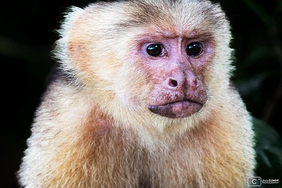 White cara