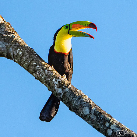 Toucan
