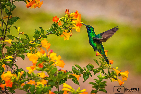 Colibri à Cuenca Equateur
