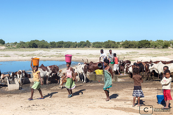 Habitants et animaux partagent ce point d'eau unique à Ambola (Sud)