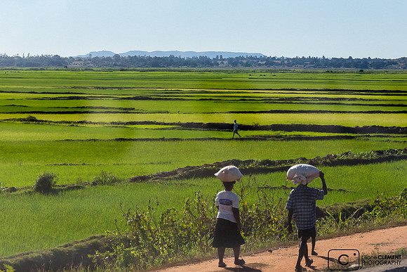 Vastes rizières au Sud de Mahajunga