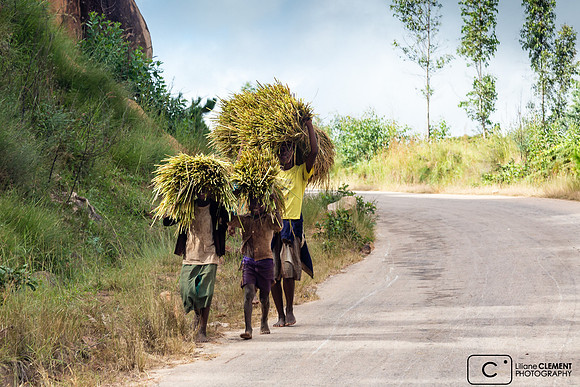 Transport du riz pour battage