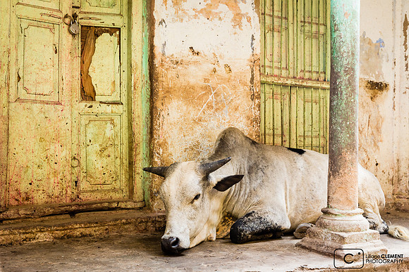 Une vache devant l'entrée de sa maison