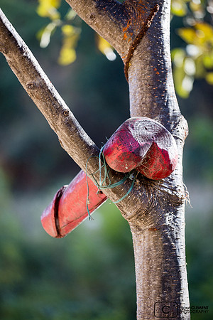 Phallus dans un jardin à Punakha