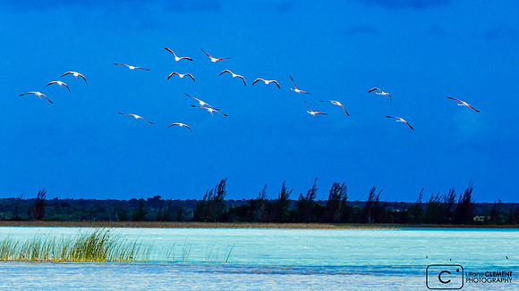 Vol de flamands roses sur le lac salé Tsimanampesotse Madagascar