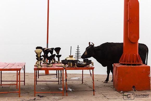 Vache et objets de cultes