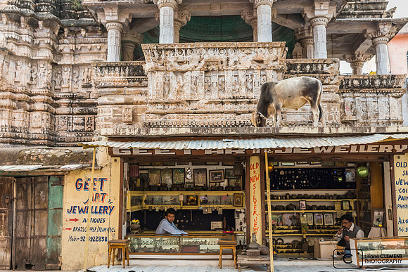 Dans le village de Bundi les vaches ne sont pas seulement dans la rue