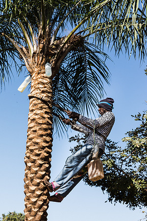 Récolte du vin de palme ou bounouk