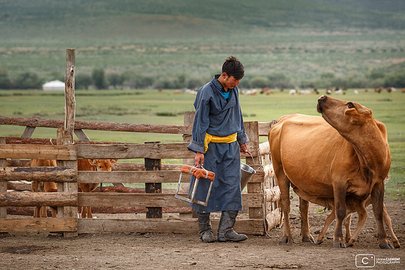 Deegiii traie aussi les vaches