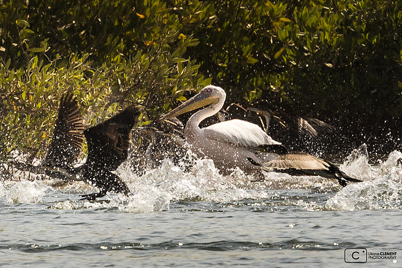 Pélican blanc et cormorans