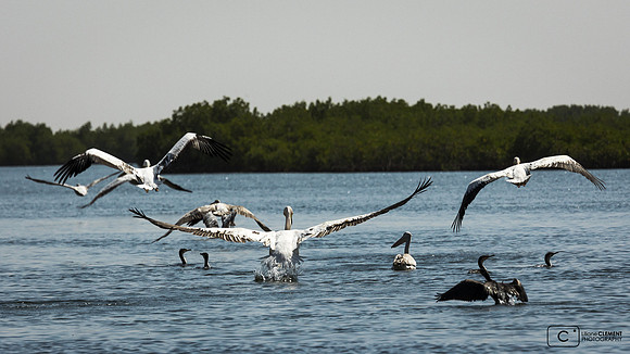 Pélicans autour du ponton