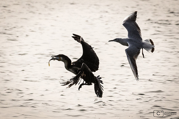 Les cormorans pêchent