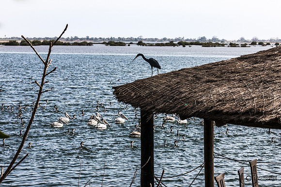 Aigrette des récifs surveillant les pélicans