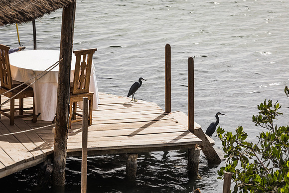 Le ponton avec aigrette des récifs