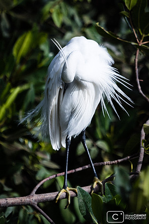 Aigrette garzette en période nuptiale...
