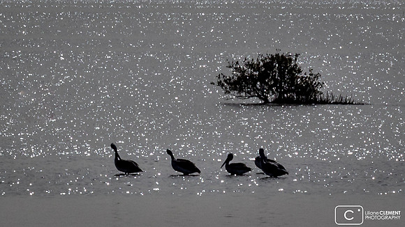 Des pélicans se dorent au soleil matinal
