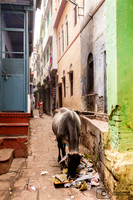 On croise beaucoup de vaches dans les ruelles