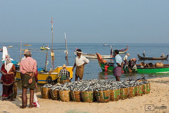 Pêche au chalut,  Mararikulam