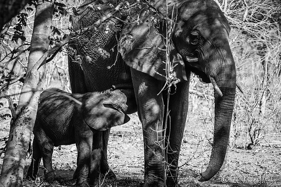 Petit éléphant tétant sa manan